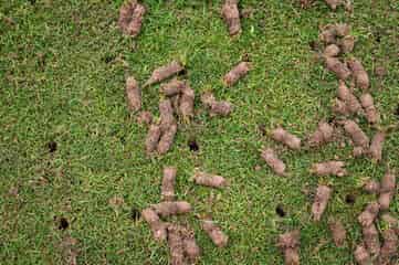 Aeration image