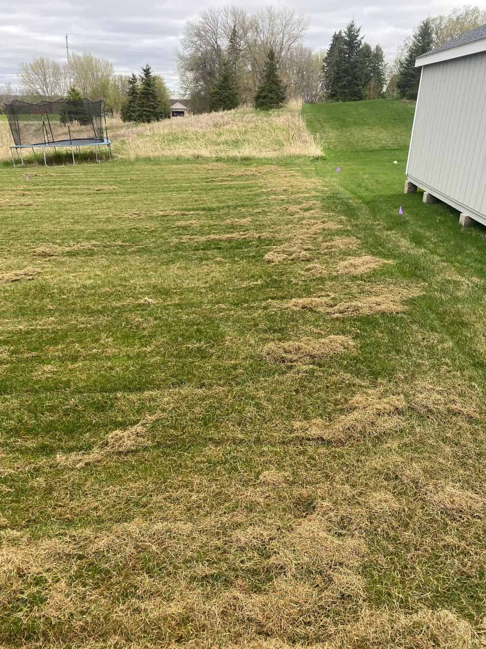 Dethatching image