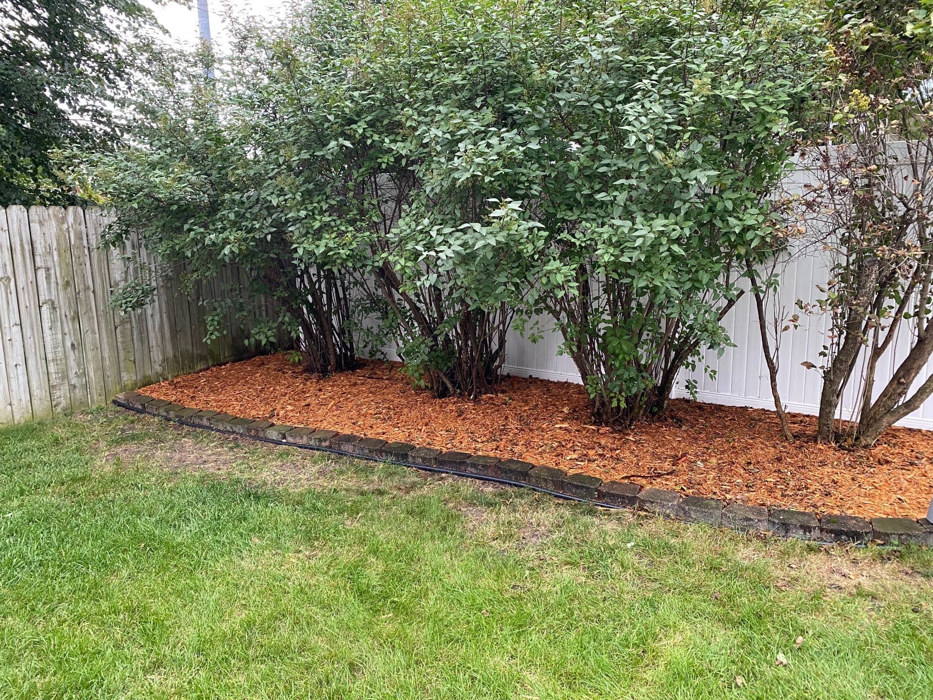 Backyard Refresh and Cleanup