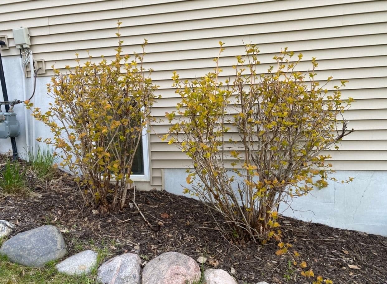 Project Overgrown Shrubs Cut Back and Growing Strong image