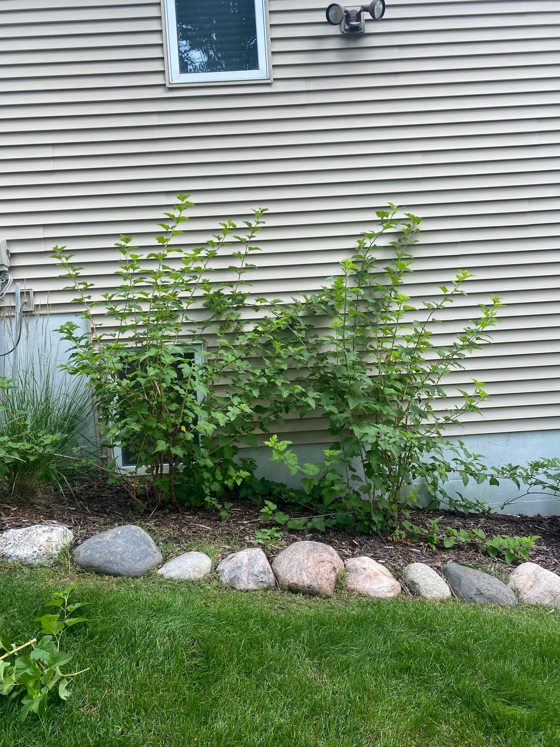 Gallery photos for Overgrown Shrubs Cut Back and Growing Strong: Image #2