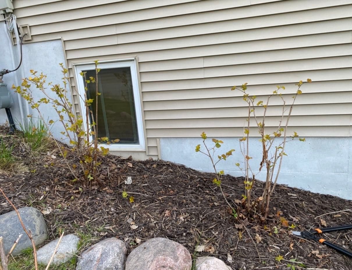 Gallery photos for Overgrown Shrubs Cut Back and Growing Strong: Image #1