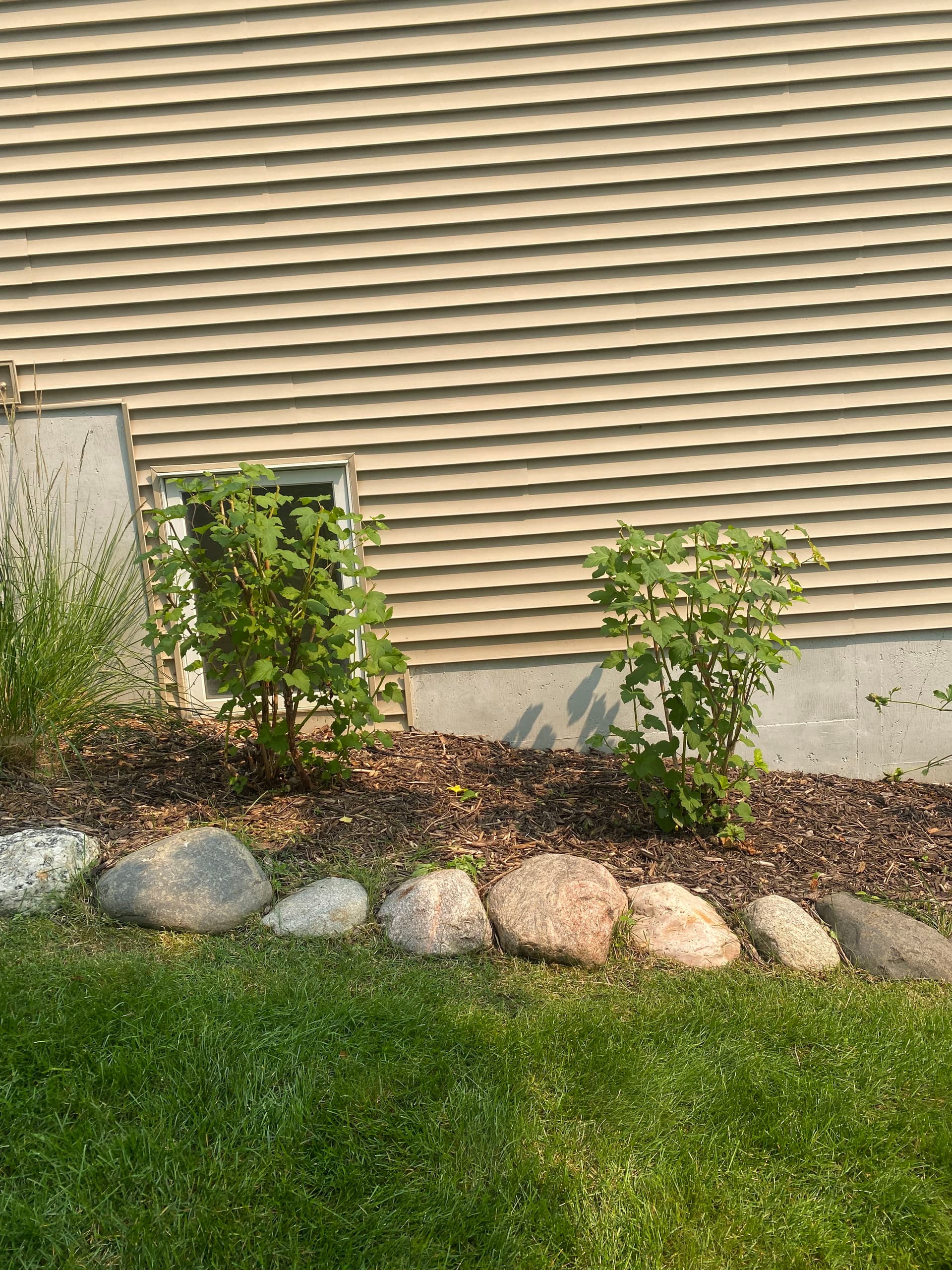 Gallery photos for Overgrown Shrubs Cut Back and Growing Strong: Image #3