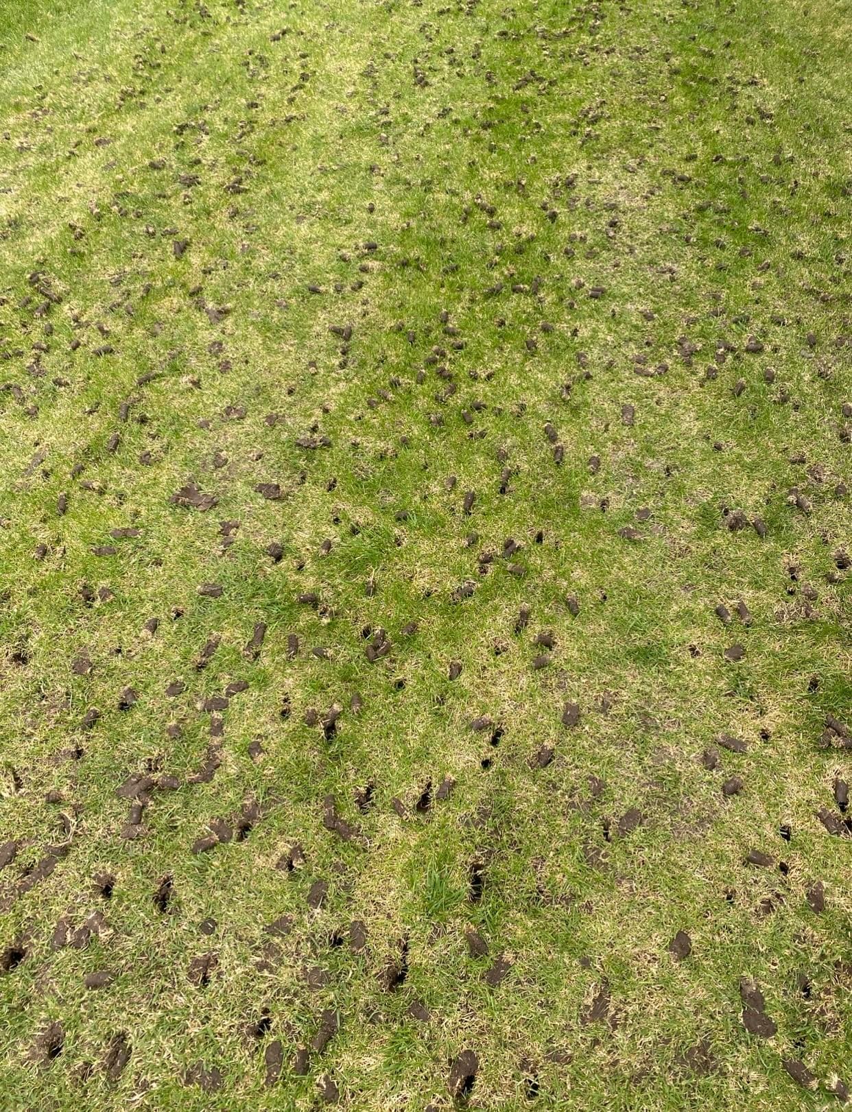 Project Fall Aeration and Overseeding Bookings Are Open image