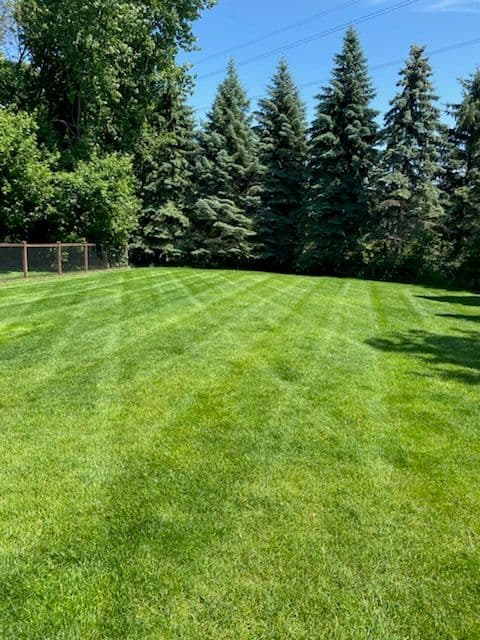 Project Transform Your Lawn with Expert Care image