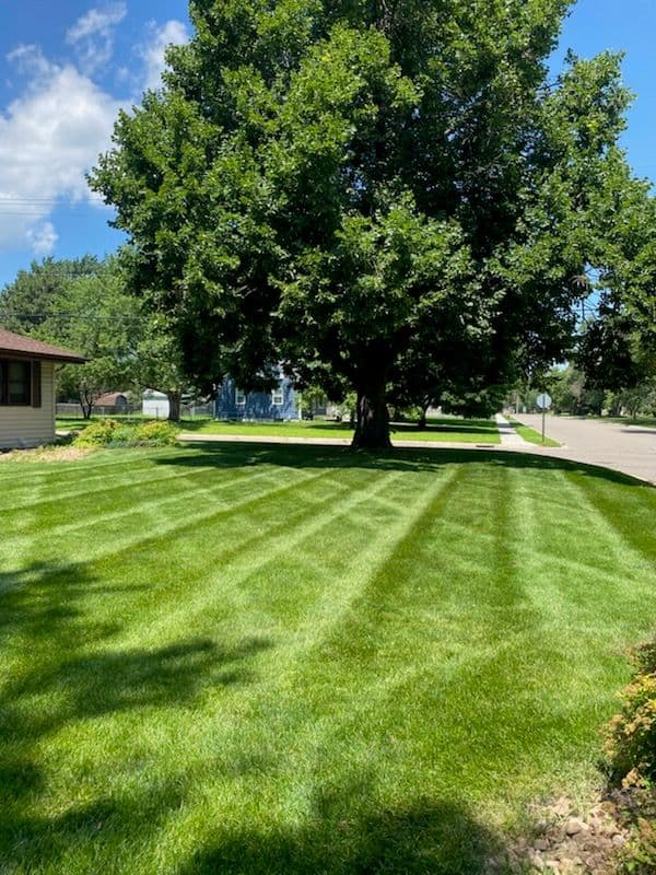 Lush Lawn Care Expertise in Maple Grove image