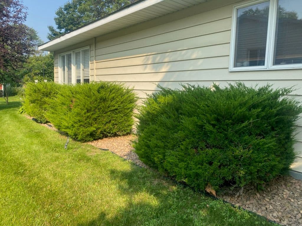 Transforming Overgrown Yards with Expert Trimming image