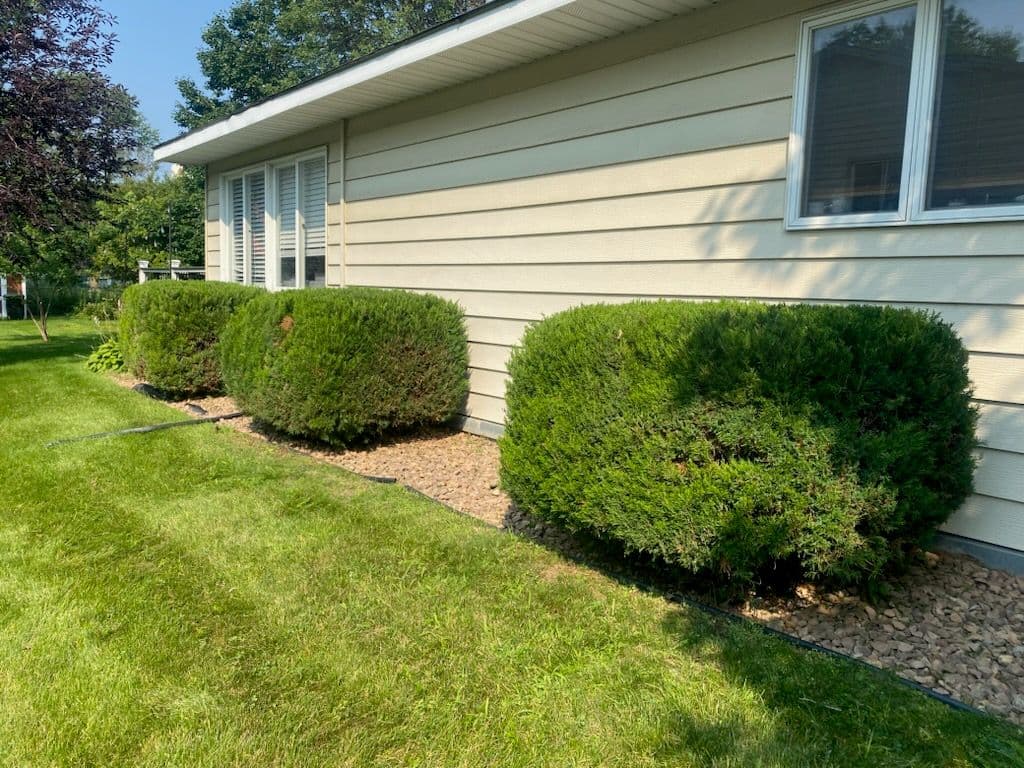 Gallery photos for Transforming Overgrown Yards with Expert Trimming: Image #1