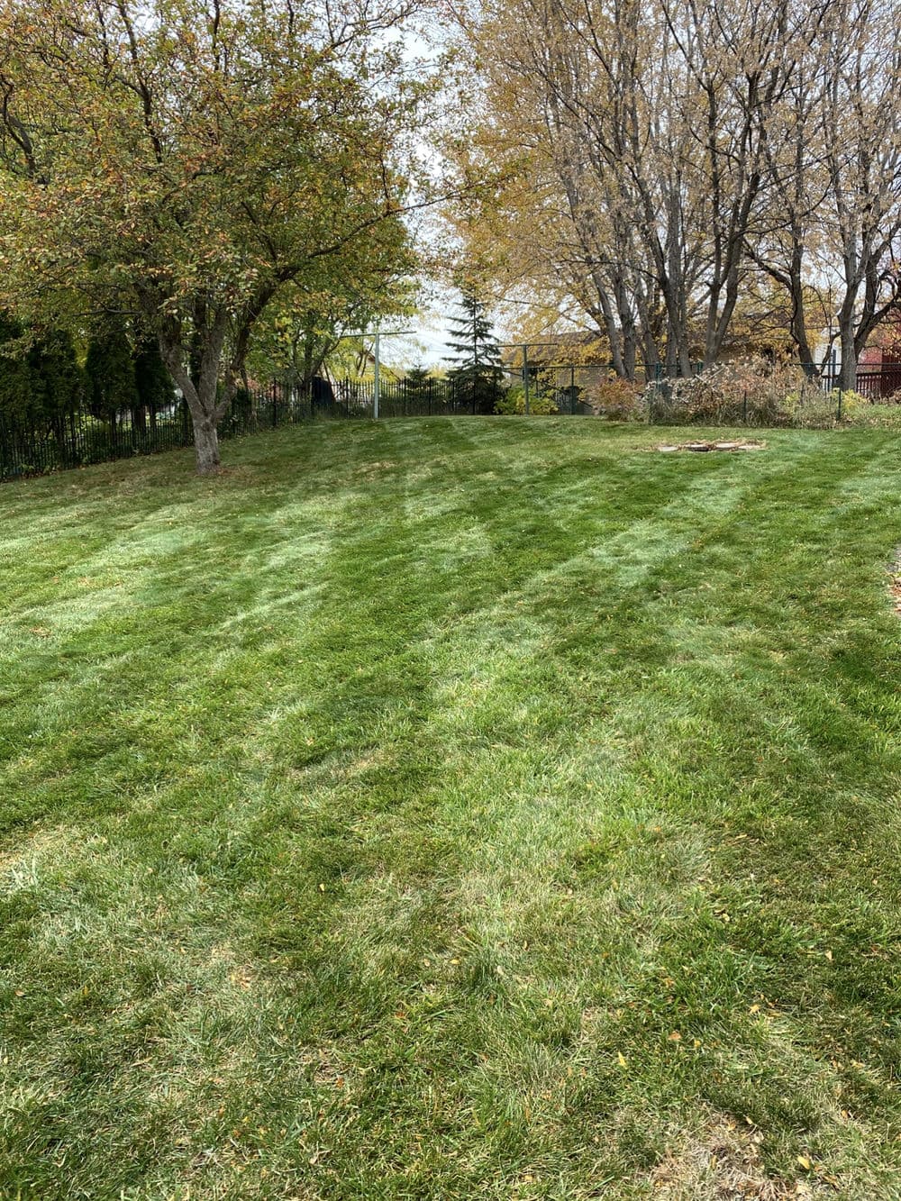 Lawn with patchy brown grass, showing signs of straw or thatch, adjacent to a shed and trees.