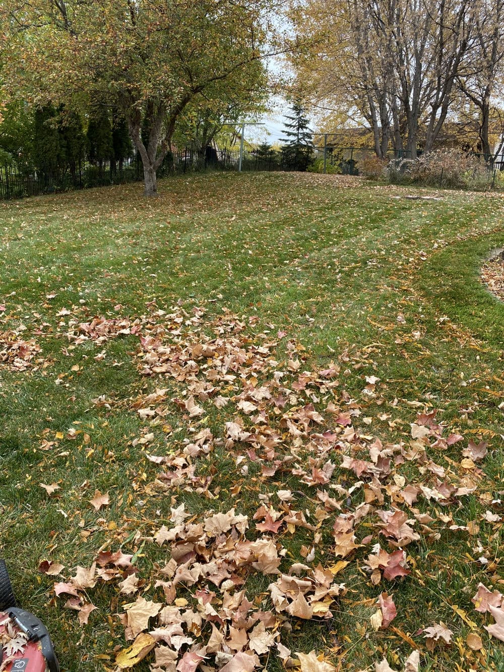 Autumn scene of a grassy yard covered in fallen leaves with surrounding trees.